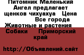 Питомник Маленький Ангел предлагает щенков чихуахуа › Цена ­ 10 000 - Все города Животные и растения » Собаки   . Приморский край